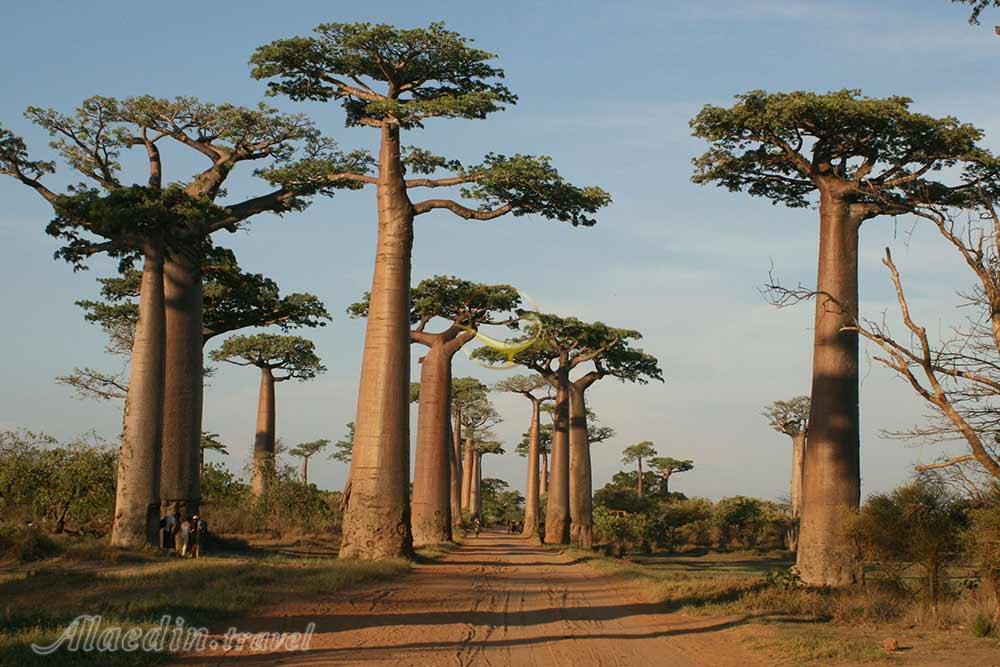 راه درختان بائوباب در منابه در ماداگاسکار | علاءالدین تراول
