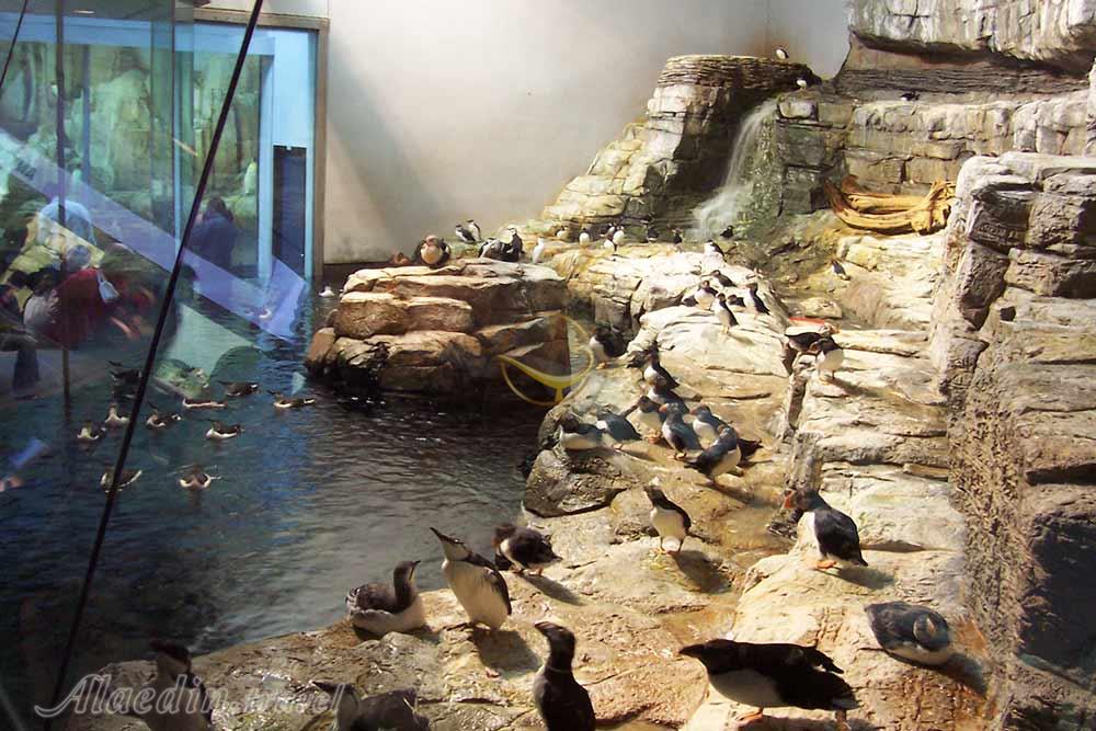 مجموعه بیودوم مونترال | علاءالدین تراول