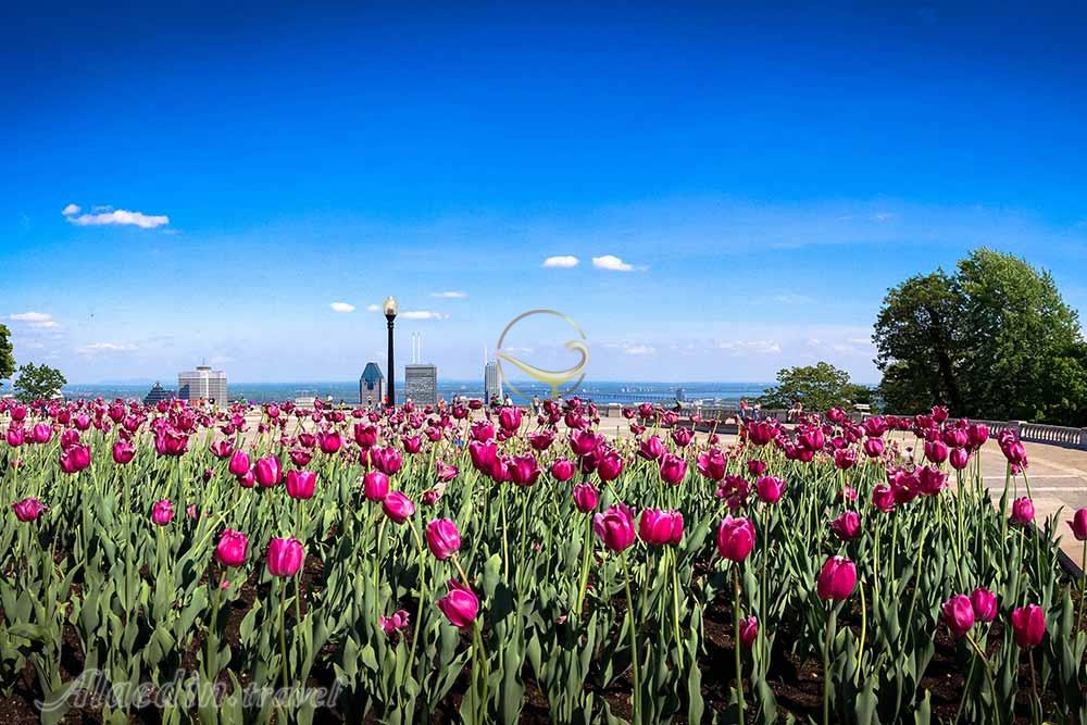 پارک مونت رویال مونترال | علاءالدین تراول