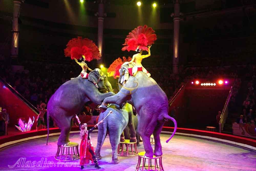 سیرک نیکولین مسکو روسیه | علاءالدین تراول