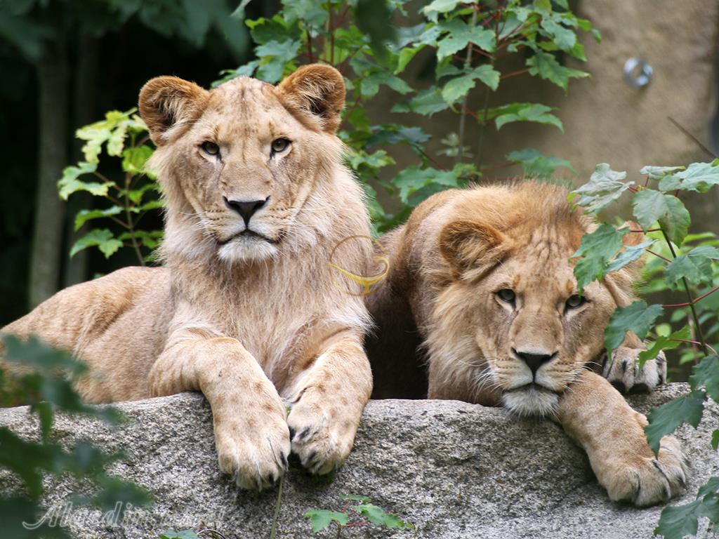 باغ وحش هلابران در مونیخ - آلمان | علاءالدین تراول