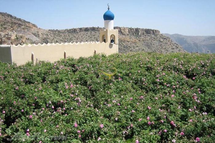 کوه اخضر (کوهستان سبز) مسقط - عمان