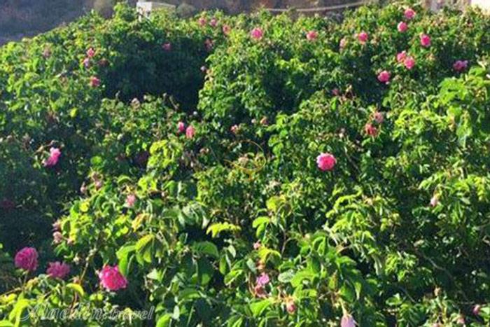 کوه اخضر (کوهستان سبز) مسقط - عمان