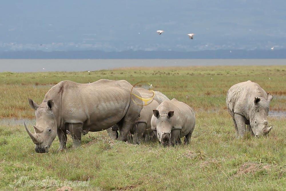 پارک ملی دریاچه ناکورو - کنیا | علاءالدین تراول
