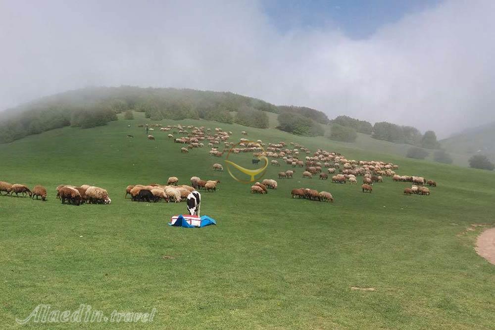 دریاچه سوها نمین | علاءالدین تراول