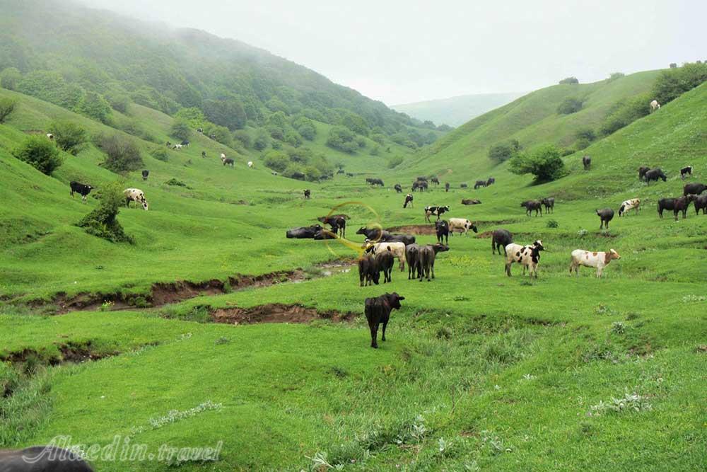 دریاچه سوها نمین | علاءالدین تراول