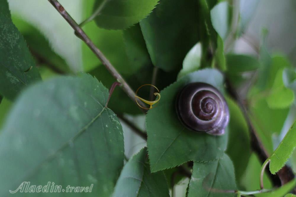 باغ گیاه شناسی پارک نیاگارا در نیاگارا فالز - کانادا | علاءالدین تراول