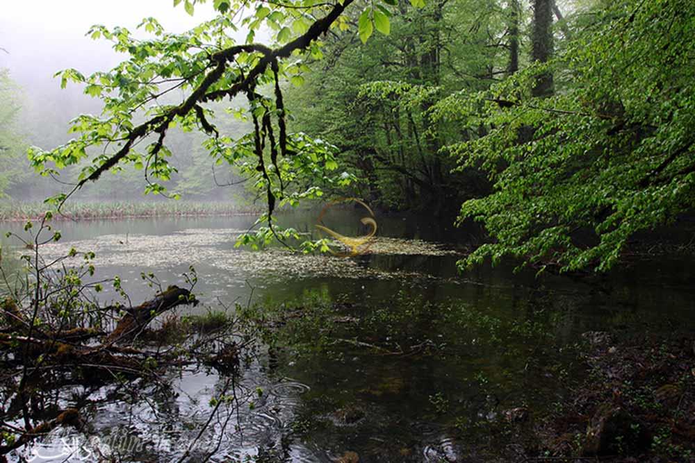 آبشار دارنو نوشهر | علاءالدین تراول