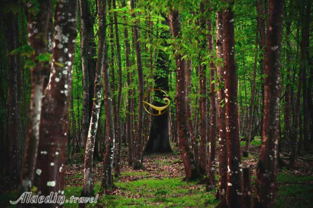 پارک جنگلی سی سنگان نوشهر | علاءالدین تراول