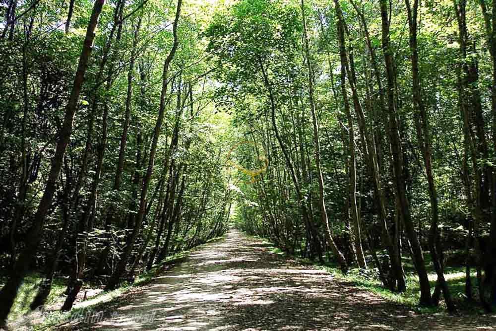 پارک جنگلی سی سنگان نوشهر | علاءالدین تراول