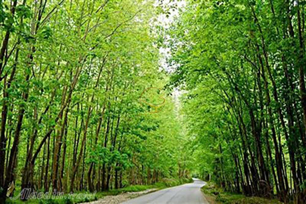 پارک جنگلی نور | علاءالدین تراول