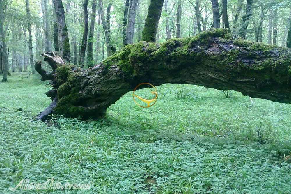 پارک جنگلی نور | علاءالدین تراول