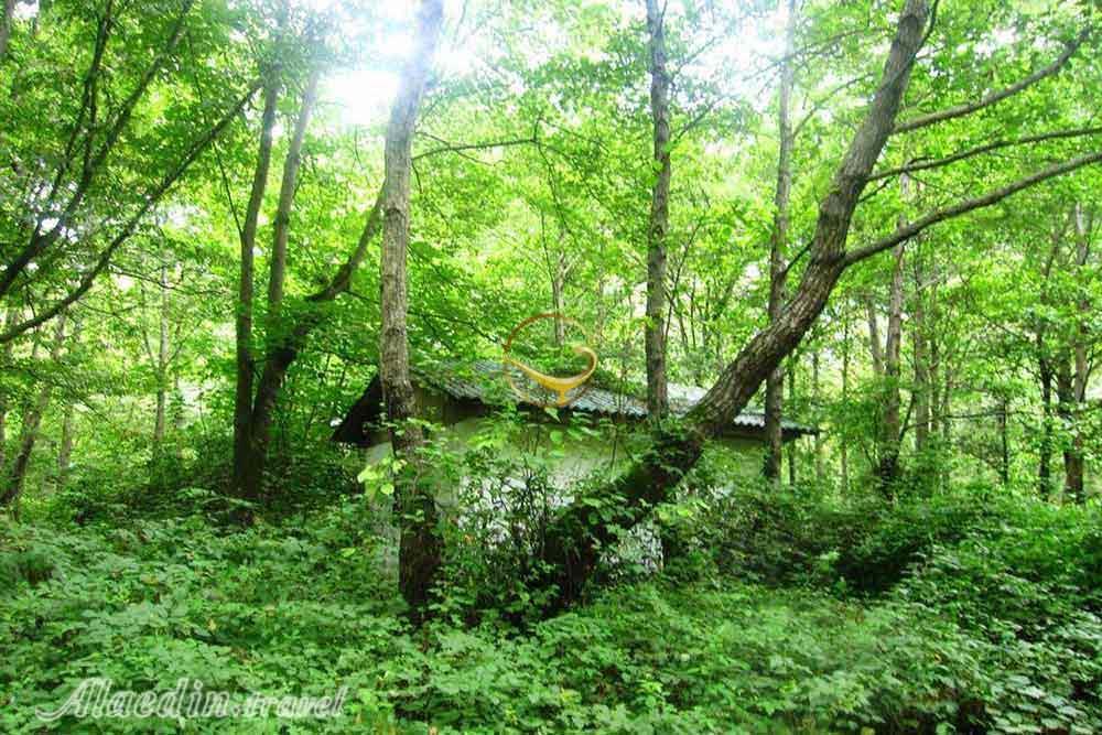 پارک جنگلی نور | علاءالدین تراول