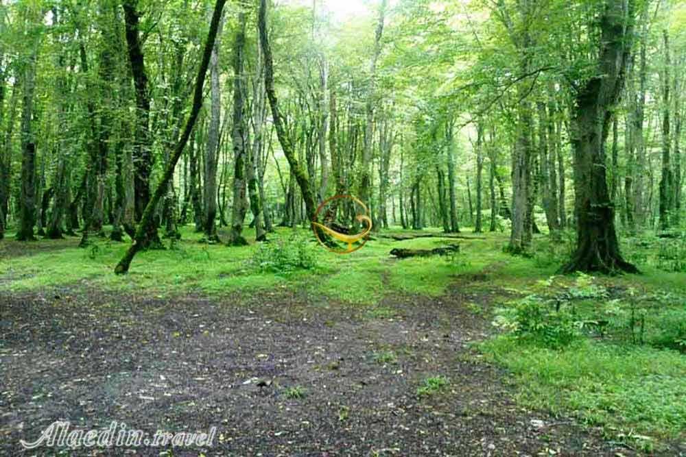 پارک جنگلی نور | علاءالدین تراول