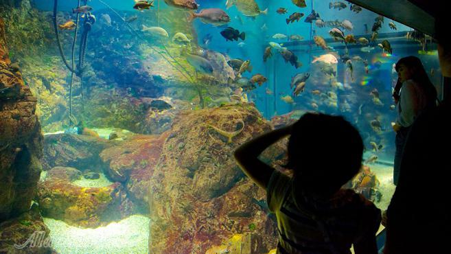 آکواریوم کایوکان اوساکا - ژاپن | علاءالدین تراول