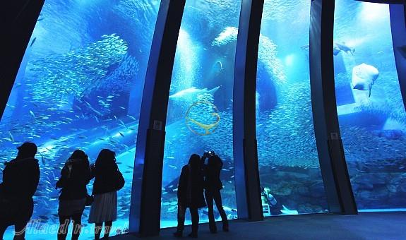 آکواریوم کایوکان اوساکا - ژاپن | علاءالدین تراول