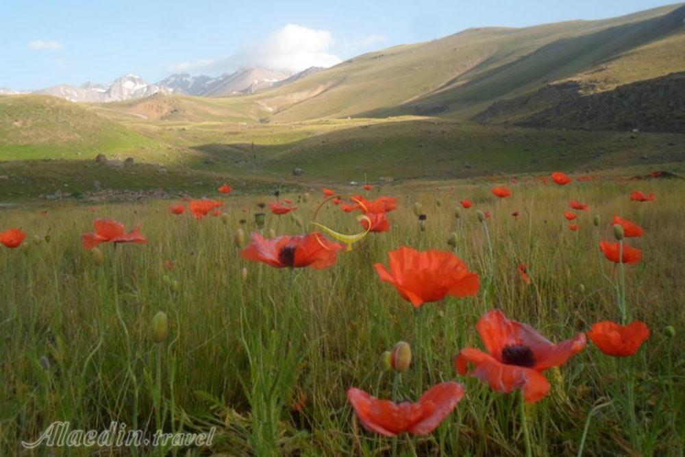 کوه خروسلو داغی پارس آباد مغان | علاءالدین تراول
