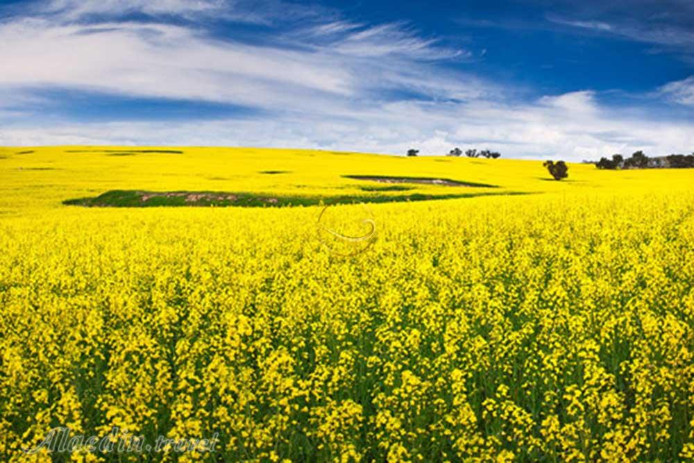 دشت مغان پارس آباد | علاءالدین تراول