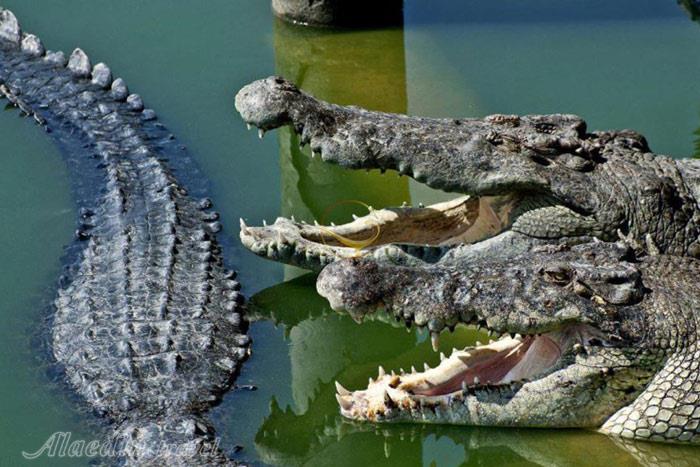 پارک سنگی و مزرعه کروکودیل در پاتایا - تایلند