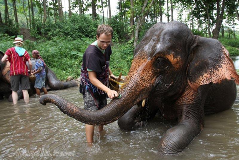 دهکده فیل ها در پاتایا - تایلند