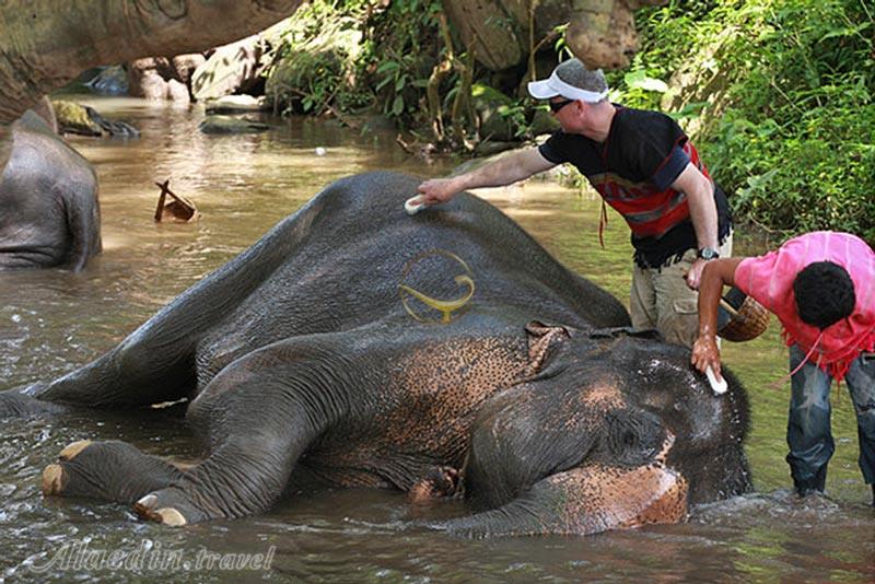 دهکده فیل ها در پاتایا - تایلند