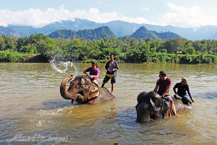 دهکده فیل ها در پاتایا - تایلند