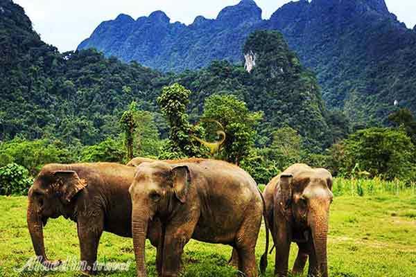 پناهگاه فیل ها پوکت - تایلند