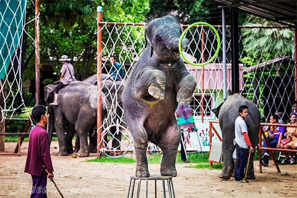 پناهگاه فیل ها پوکت - تایلند | علاءالدین تراول