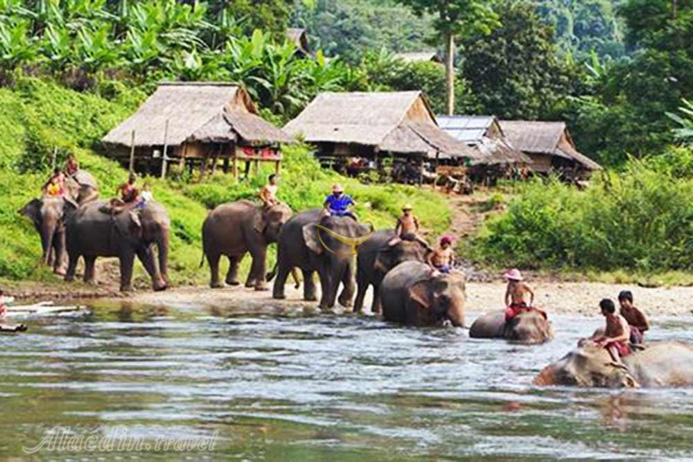 پناهگاه فیل ها پوکت - تایلند | علاءالدین تراول