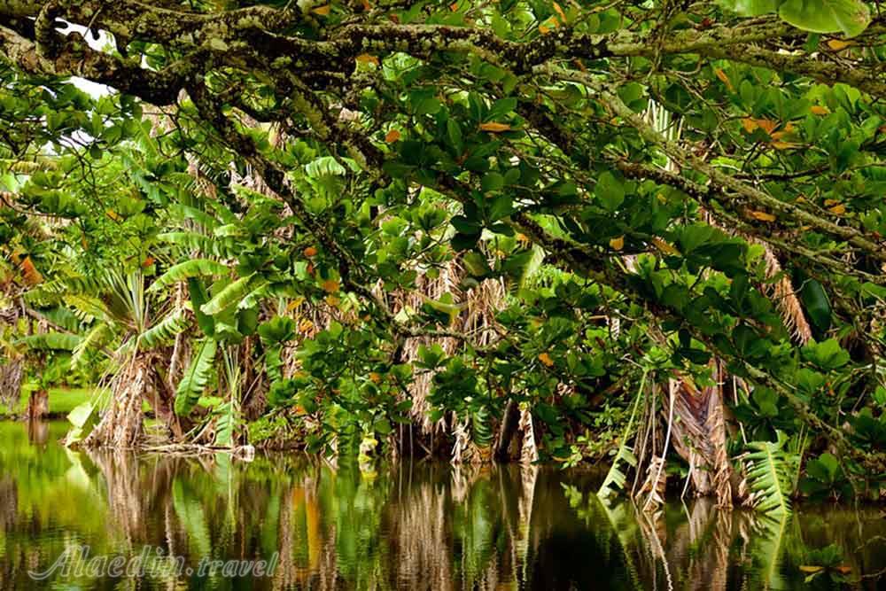 باغ گیاه شناسی پورت لوئیس - موریس | علاءالدین تراول