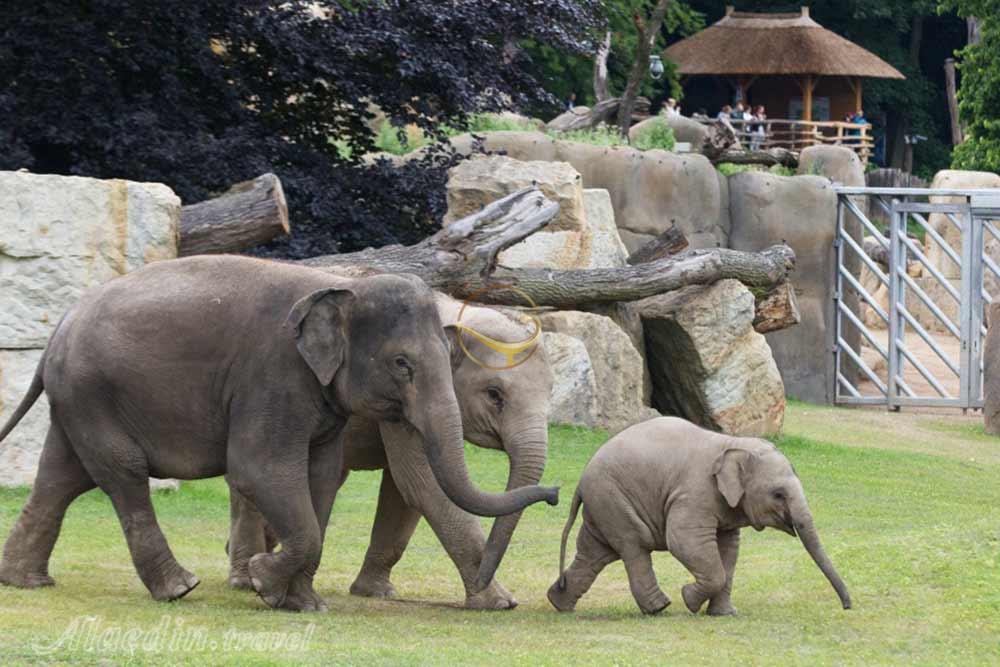 باغ وحش پراگ | علاءالدین تراول