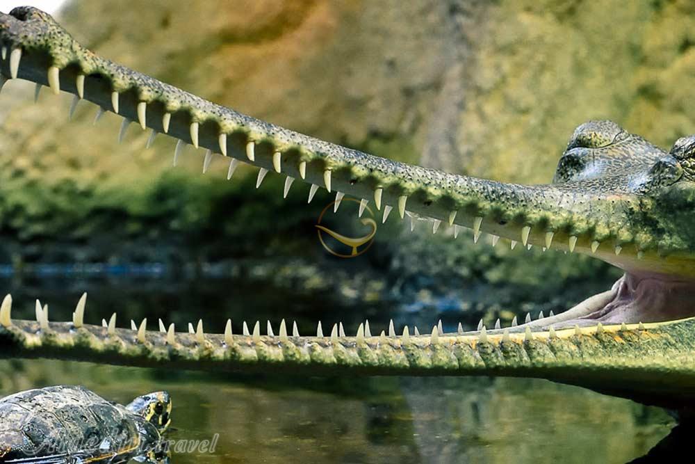 باغ وحش پراگ | علاءالدین تراول