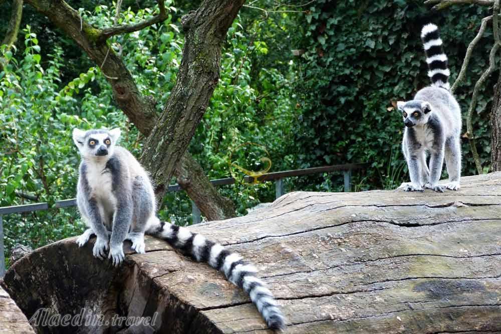 باغ وحش پراگ | علاءالدین تراول