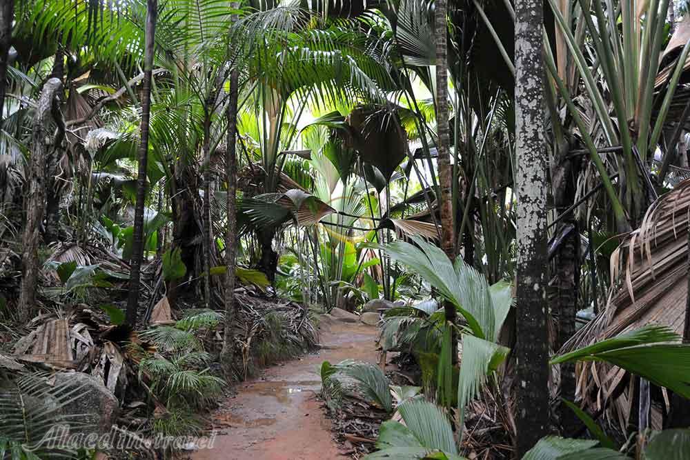 پارک ملی والی د می (ذخیره گاه طبیعی دره می) سیشل | علاءالدین تراول