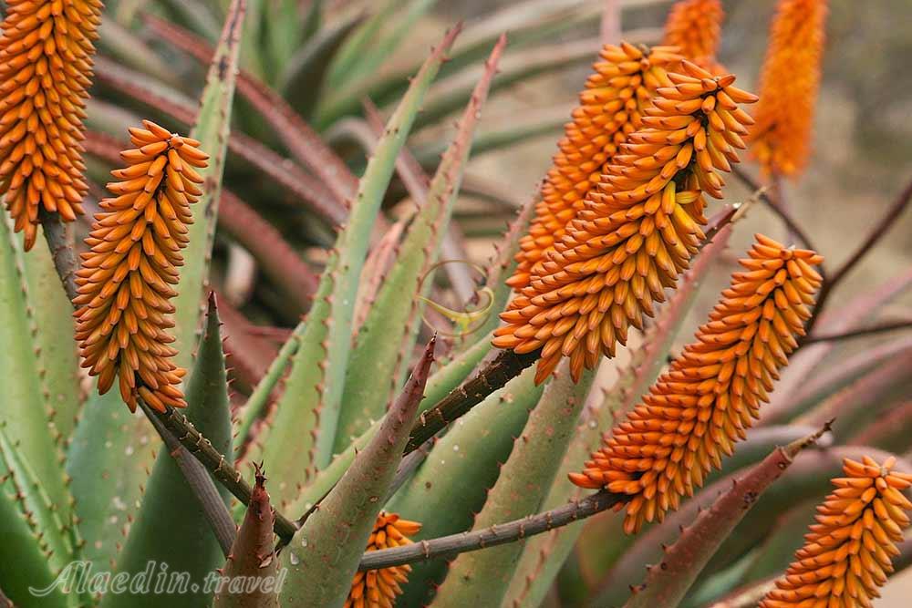 باغ ملی گیاه شناسی پرتوریا | علاءالدین تراول