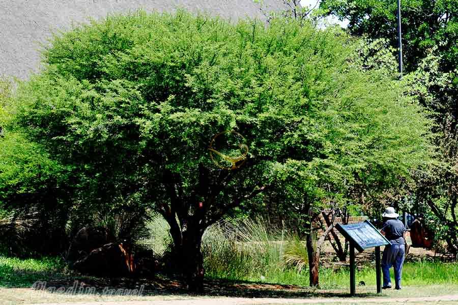 باغ ملی گیاه شناسی پرتوریا | علاءالدین تراول