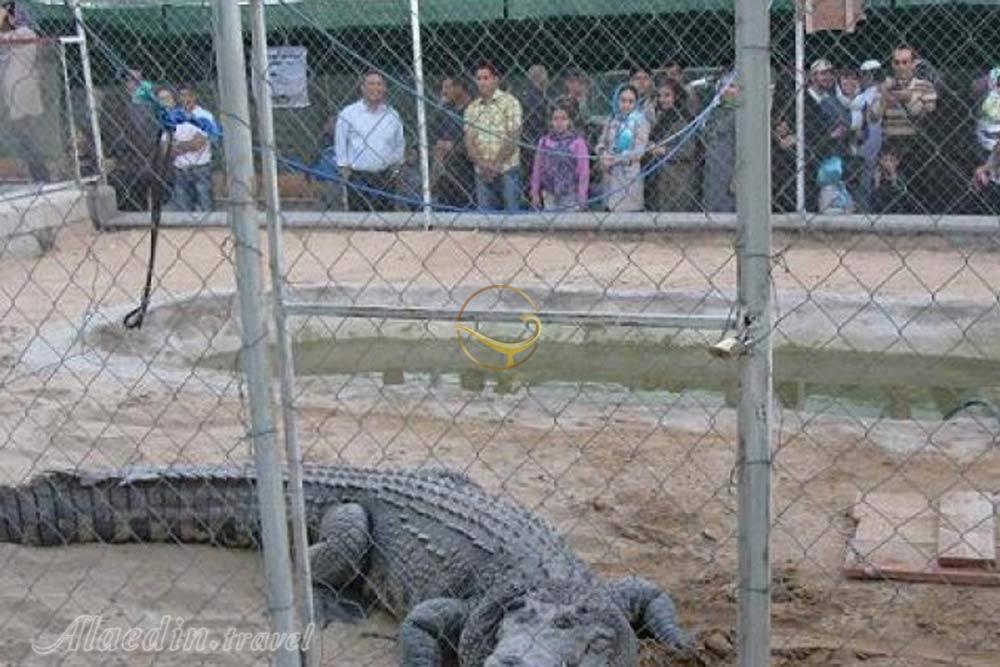 باغ کروکودیل قشم | علاءالدین تراول