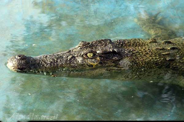 باغ کروکودیل قشم