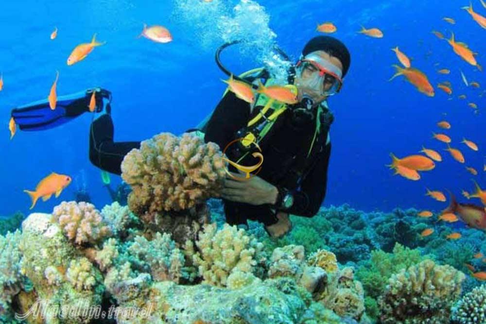 کلوپ دریایی دلفین مرجان قشم | علاءالدین تراول