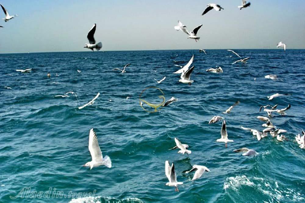 جزیره هنگام قشم | علاءالدین تراول