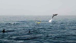 جزیره هنگام قشم