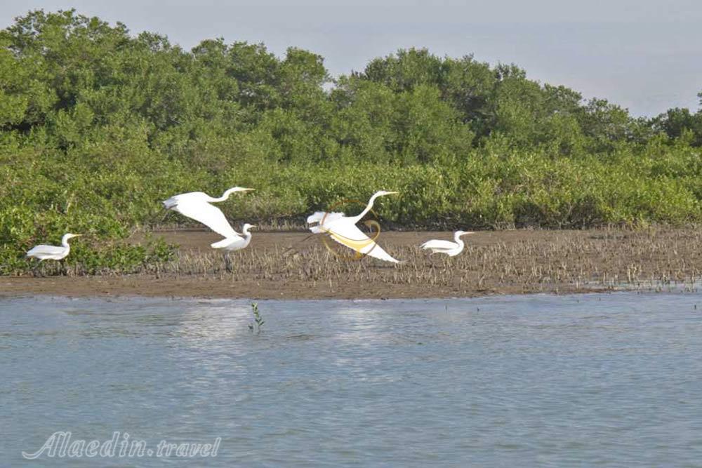 جنگل های حرا در قشم | علاءالدین تراول