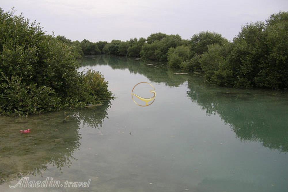 جنگل های حرا در قشم | علاءالدین تراول