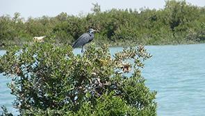 جنگل های حرا در قشم