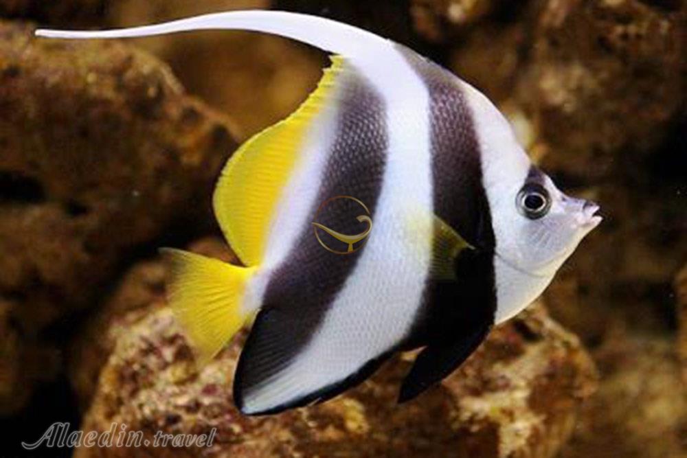 آكواريوم پروانه طلايی قشم | علاءالدین تراول