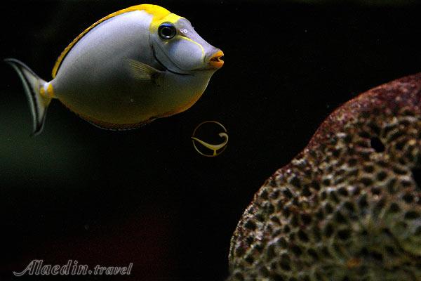 آكواريوم پروانه طلايی قشم