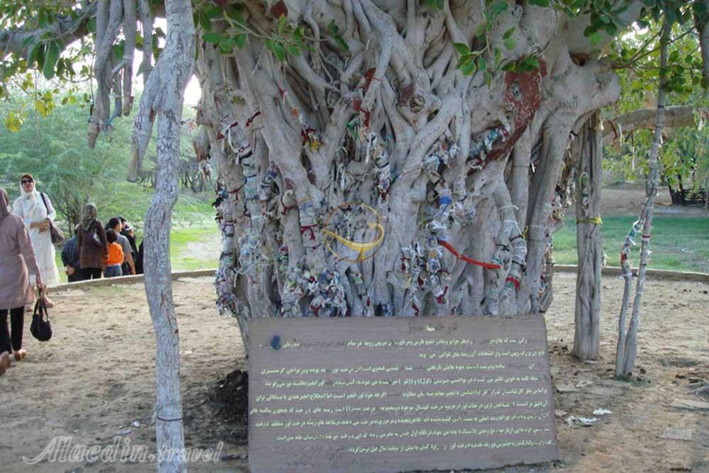 درخت انجیر معابد در قشم | علاءالدین تراول