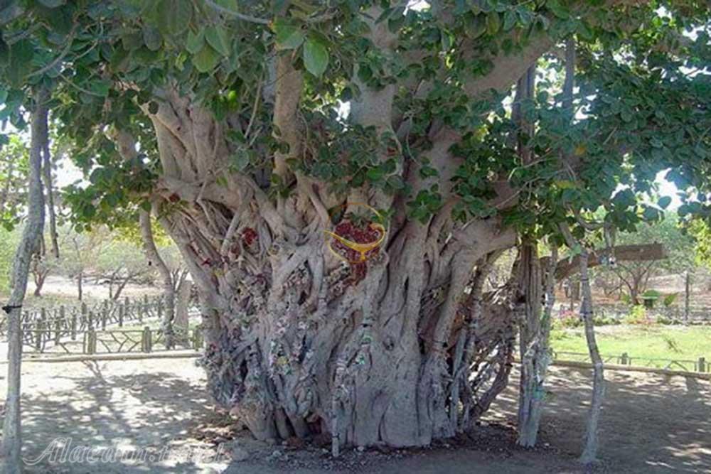 درخت انجیر معابد در قشم | علاءالدین تراول