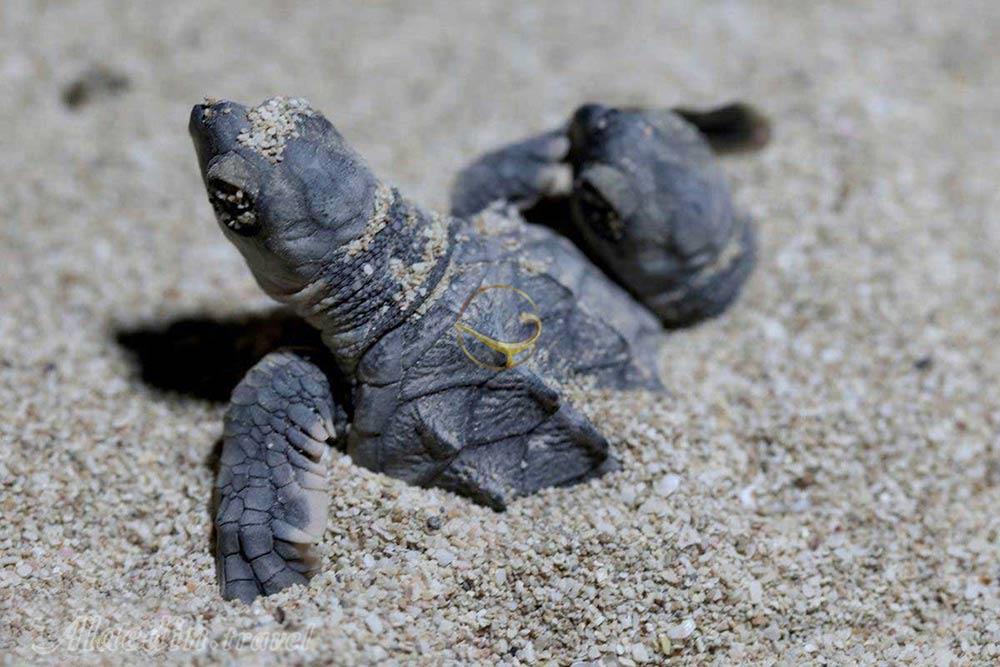 ساحل تخم گذاری لاک پشت ها در قشم | علاءالدین تراول