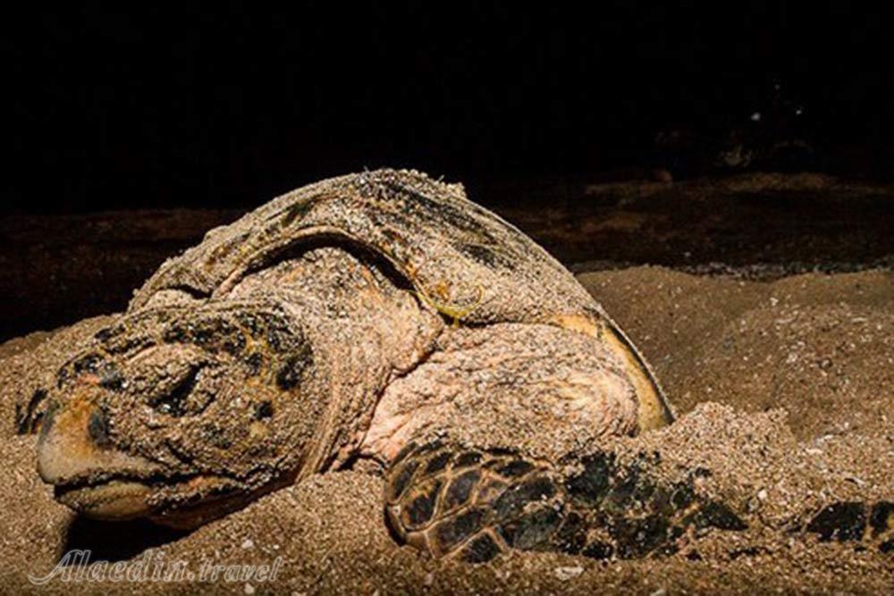ساحل تخم گذاری لاک پشت ها در قشم | علاءالدین تراول